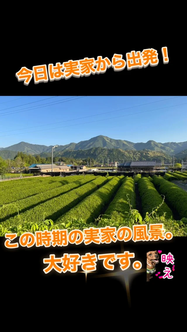 今日は実家から出発‼️
この時期の新緑風景に毎年元気もらいます👍🏻いくつになっても実家があるってのは良いもんだね〜⭐️⭐️⭐️
#三重県 #大台町 
#新緑 #お茶畑 #綺麗 
#草木のエネルギー